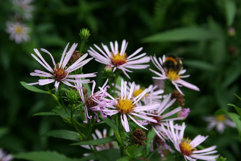 Rosalilla høstasters