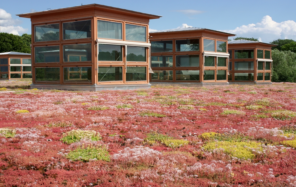 Sedumtaket på stadsbiblioteket.
Arkitekten Johan Nyrén ritade förslaget Vända sida och invigningen var 2000-03-16. Byggnadens rena naturmaterial speglar ett ekologiskt tänkande. Under Arkitekturåret 2001 valdes biblioteket till Linköpings mest populära moderna byggnad.