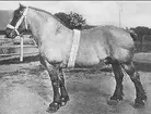 Ardenner, imp, morhenkopf.  Mankhöjd 163 cm. Fader Major De Bousval. Moder Daisy. Ägare Bjertorps egendom, Stora Hof, Västergötland. Född 1899 Prem. A.B.