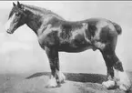 Claydesdale, imp. Brun bläs med vita fötter. Mankhöjd 160 cm. Fader Baron Pride. Moder Queen Margaretha of Barcheshire. Ägare godsägare H. Dieden Trolleberg, Lund, Skåne. Född 1905. Prem. A.