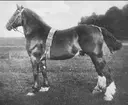 Clydesdale, svenskfödd brun med stjärn och tre vita fötter. Fader Duka of Portland. Moder Bläsa efter Royal McGregor. Ägare lantbrukare August Pehrsson, Attarp, Håkastorp, Västergötland.  Född 1905. Prem B.