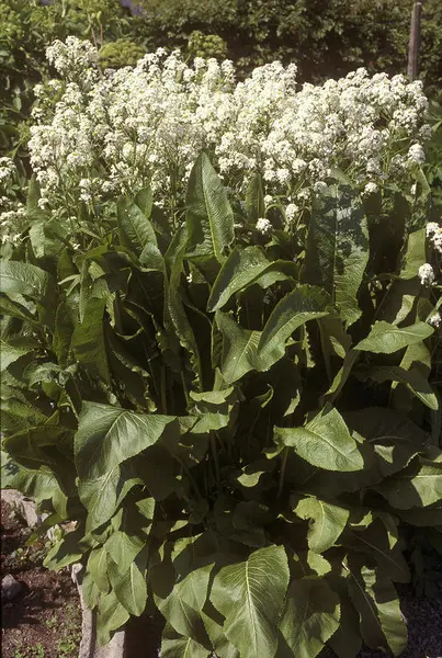 Pepperrot i full blomst; en relativt høy plante med vite blomster og kraftige, mørkegrønne blader.
