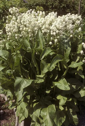 Pepperrot i full blomst; en relativt høy plante med vite blomster og kraftige, mørkegrønne blader.