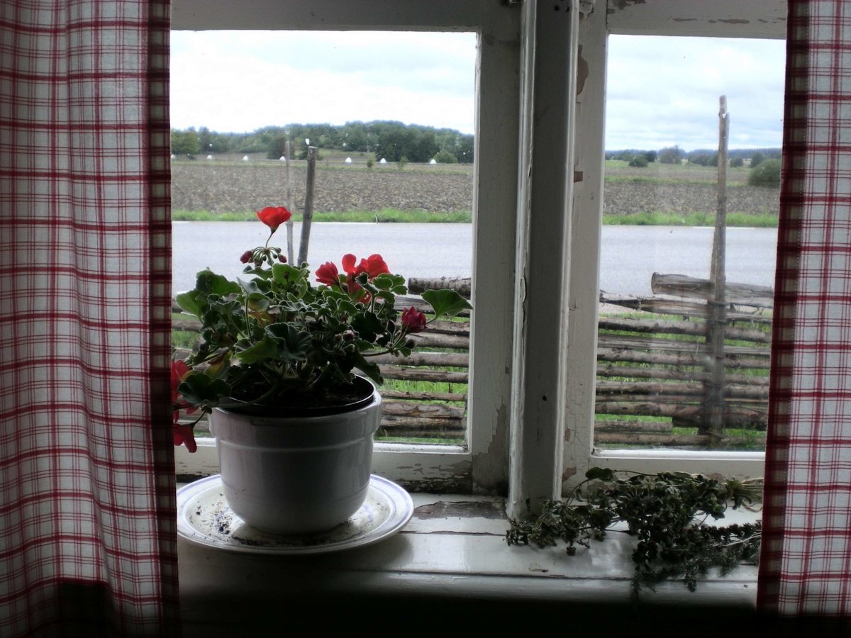 Pelargon i fönster i Skuttungestugan på friluftsmuseet Disagården, Gamla Uppsala, 10 september 2008