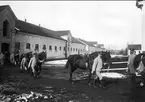 Hingstarna på väg från stall till ridhus. Strömsholm 1910-11.