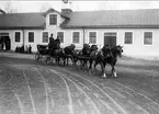 Sexspann hingstar, uppvisning på stallplan. Strömsholm 1910-11.