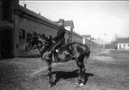 1. Årselever vid Strömsholmskursen, dressyr på stallplan. Strömsholm 1910-11.