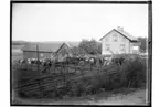 Gustaf Larsson
En och en halvplans bostadshus, ekonomibyggnader, kor.