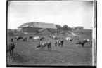 Bostadshus och ekonomibyggnader.
Betande kor.
A. Lindström