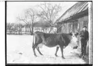 Ekonomibyggnad, en man med kossa.
Karl Bergström