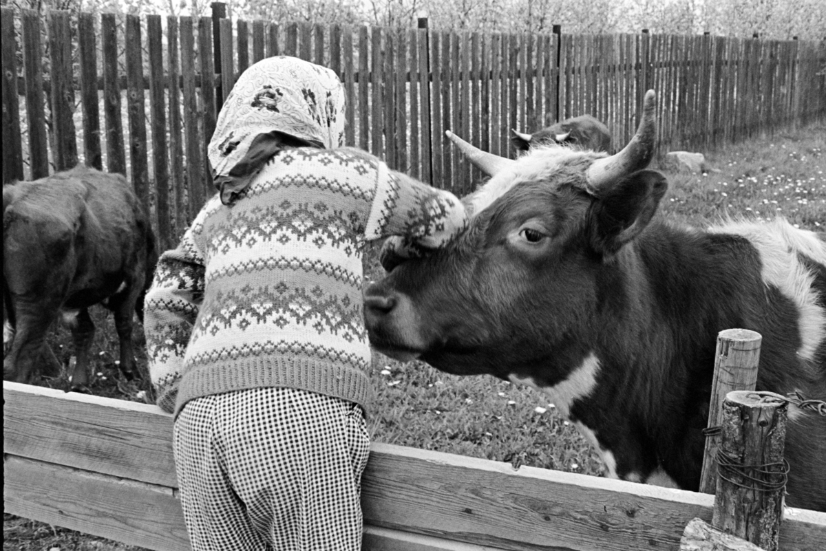 Barn, kyr, gjerde, ukjent sted