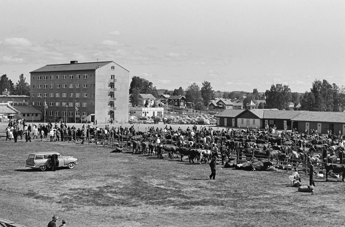 Storfeutstilling, Utstillingsplassen, Hamar.