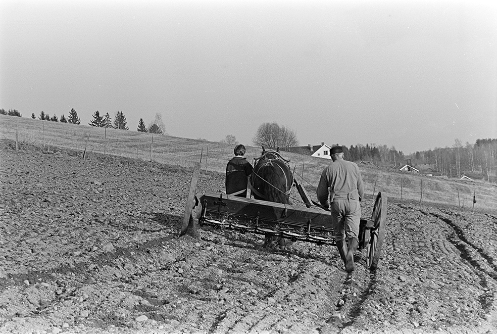 Mørkved lille, Gnr. 725, bnr. 1. Brumunddal. Våronn, spreding av kunstgjødsel, hest, hesteredskap. Aud Jovall leier hesten, Sigurd Jovall (?) med tømmene.