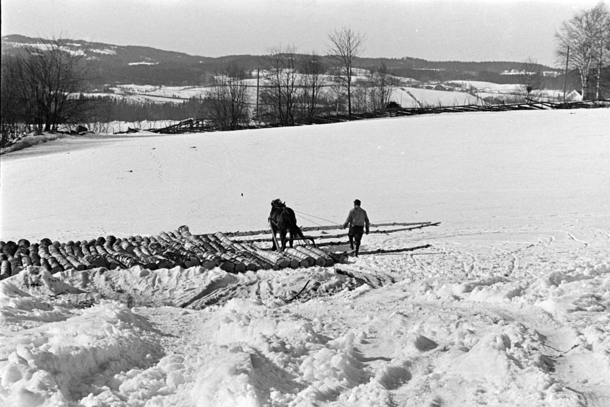 Tømmerlunning, Mengshoel,velteplass,hest, hesteredskap, skogsarbeider, vedhogst, bjørkestammer.