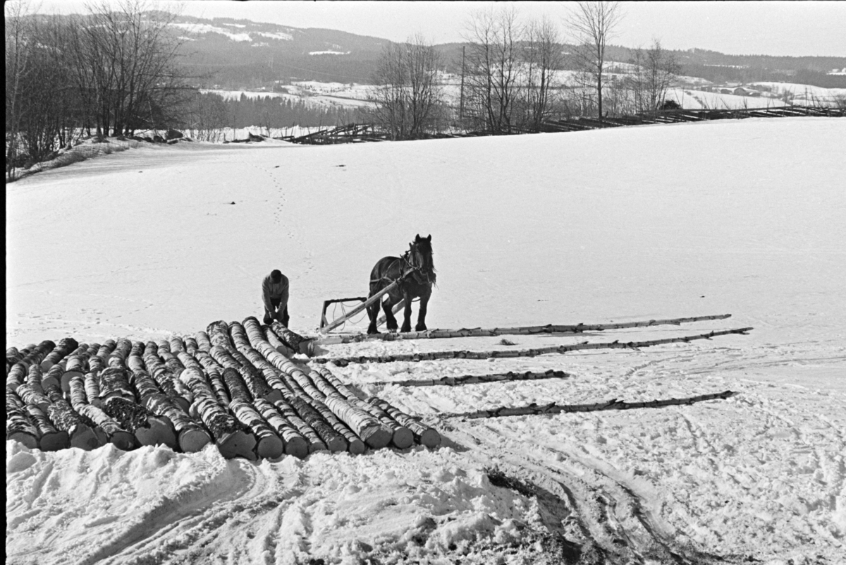 Tømmerlunning, Mengshoel,velteplass,hest, hesteredskap, skogsarbeider, vedhogst, bjørkestammer.
