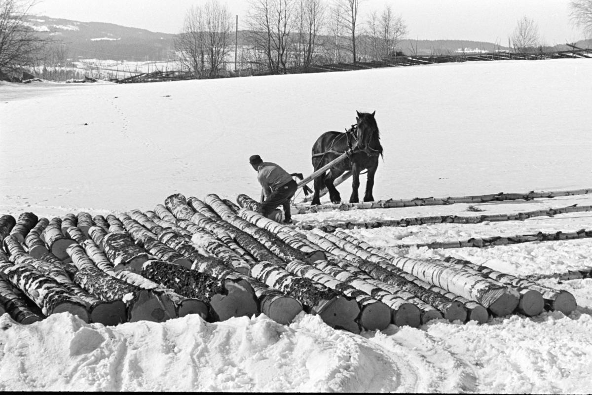 Tømmerlunning, Mengshoel,velteplass, hest, hesteredskap, skogsarbeider, vedhogst, bjørkestammer.