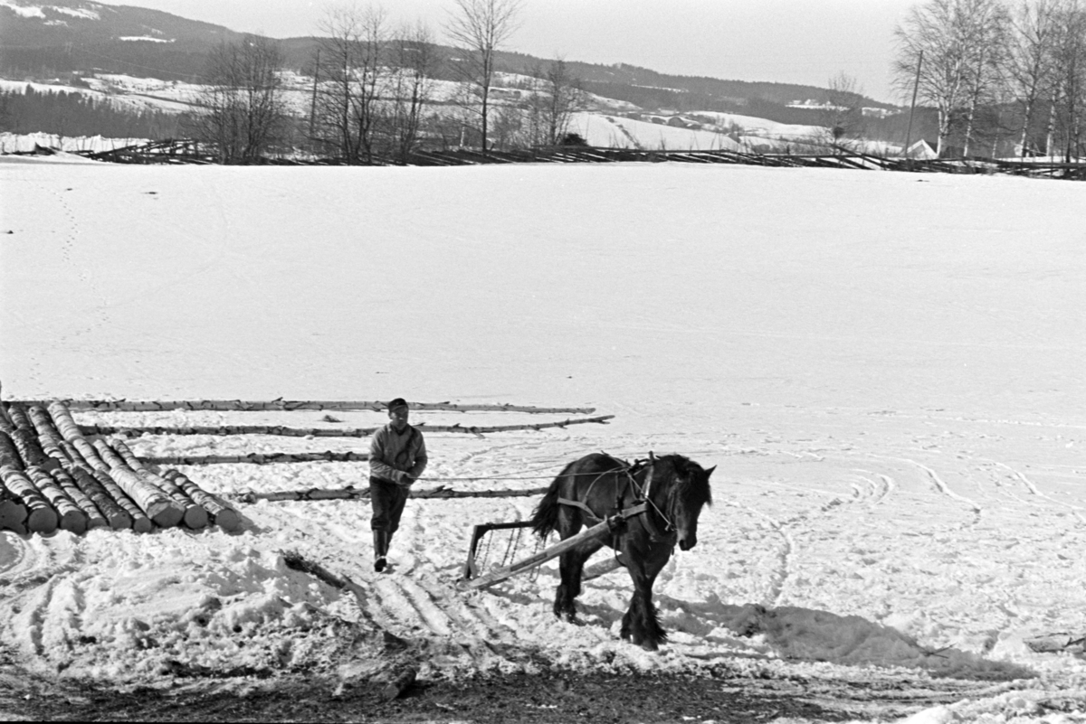Tømmerlunning, Mengshoel,velteplass,hest, hesteredskap, skogsarbeider,vedhogst, bjørkestammer.