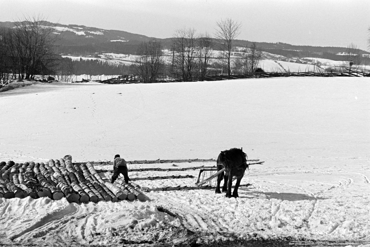 Tømmerlunning, Mengshoel,velteplass,hest, hesteredskap, skogsarbeider,vedhogst, bjørkestammer.