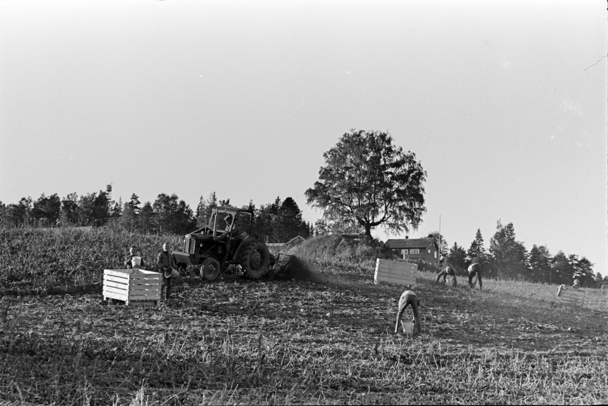 Alhaug, Alu østre, potetplukking,potetkasser,traktor, potetopptaker, barn, gravhaug.
