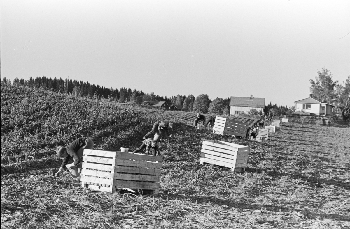 Alhaug, Alu østre, potetplukking,potetkasser,traktor,barn,