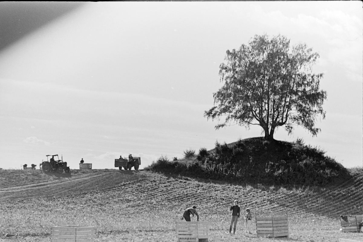 Alhaug, Alu østre, potetplukking,potetkasser,traktor,barn,gravhaug.