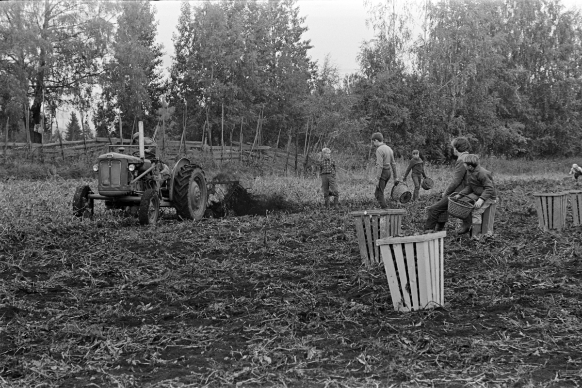 Potetplukking,traktor,potetplukkere, potetkasser,ukjent sted.