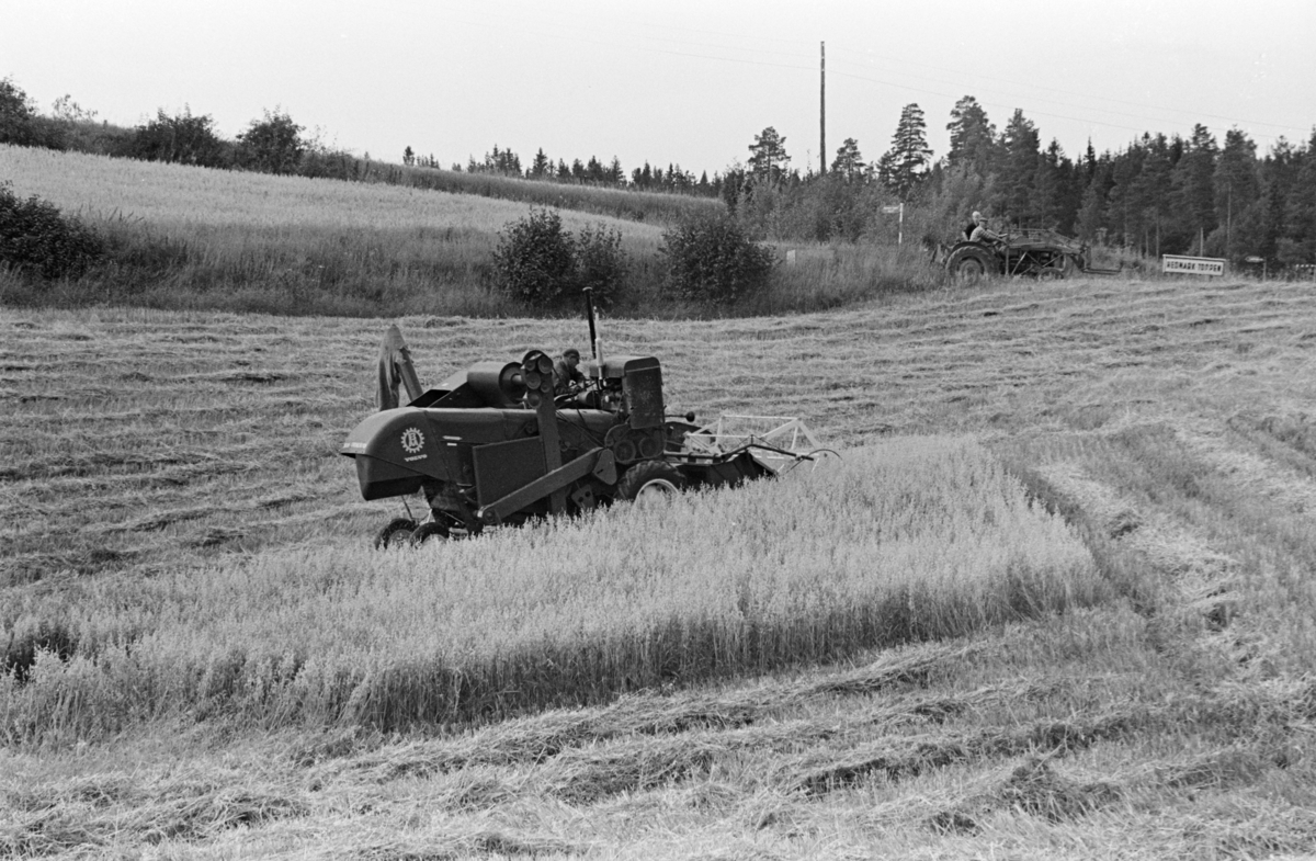 Skurtresking Alhaug gard,Alu vestre, Furnes/Hamar.