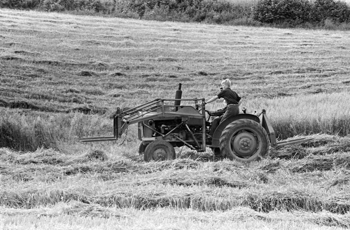 Skuronn, skurtresking, traktor,Alhaug gard, Hamar/Furnes.