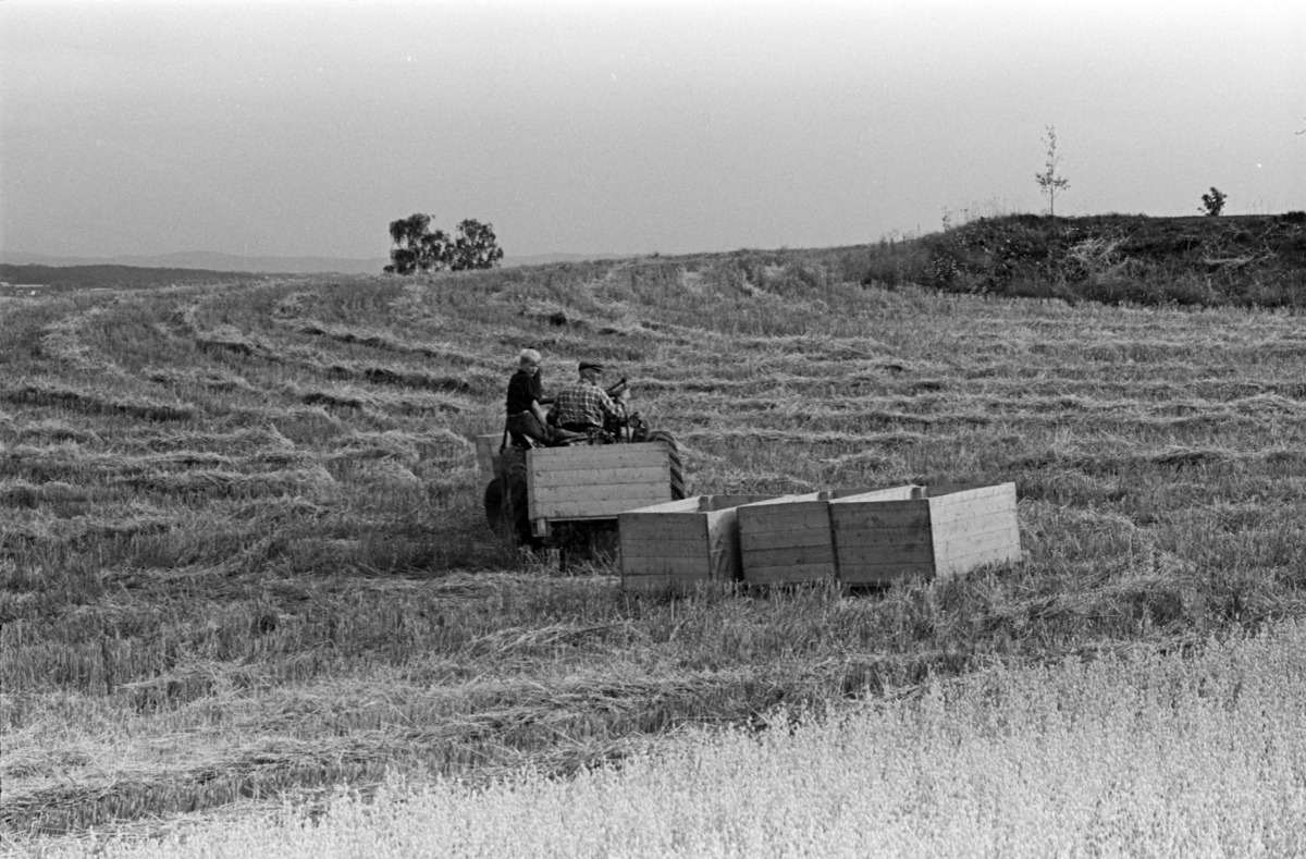 Skuronn, skurtresking, Alhaug gard, Hamar/Furnes, traktor,kornkasser,