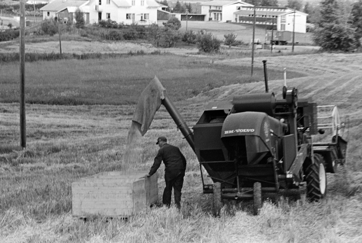 Skurtresking Alhaug gard, Alu vestre, Furnes/Hamar. Skurtresker BM Volvo. Kornet tømmes i kasser.