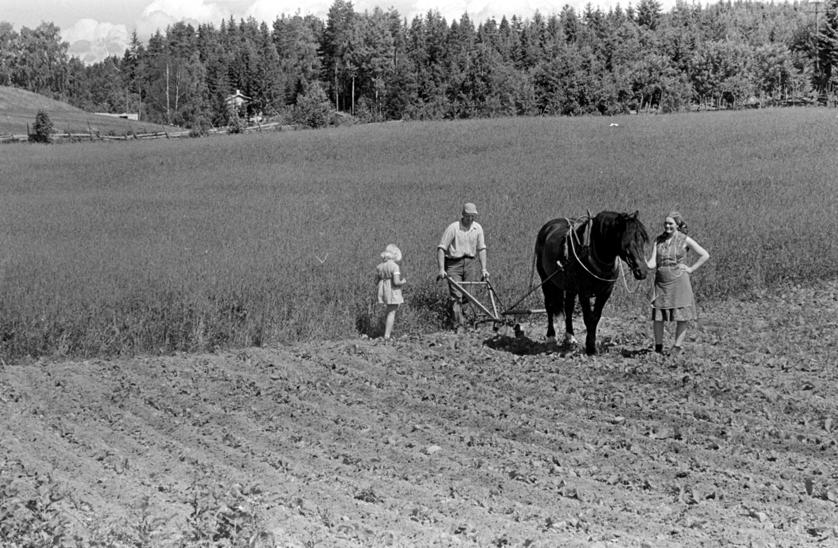 Hypping av åker, hest og plog, mann,kone, barn, ukjent sted Stange. Jordbruk.