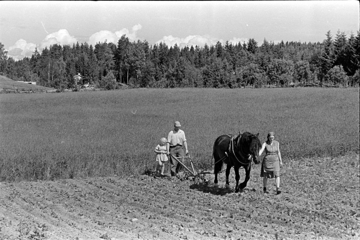 Hypping av åker, hest og plog, mann,kone, barn, ukjent sted Stange. Jordbruk.