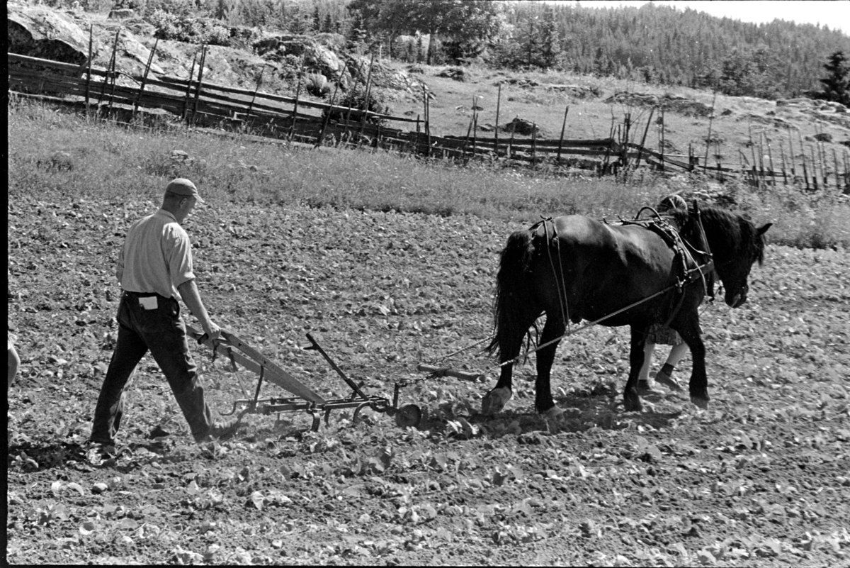 Hypping av åker, hest og plog,hesteredskap, mann,kone, barn, ukjent sted Stange. Jordbruk.