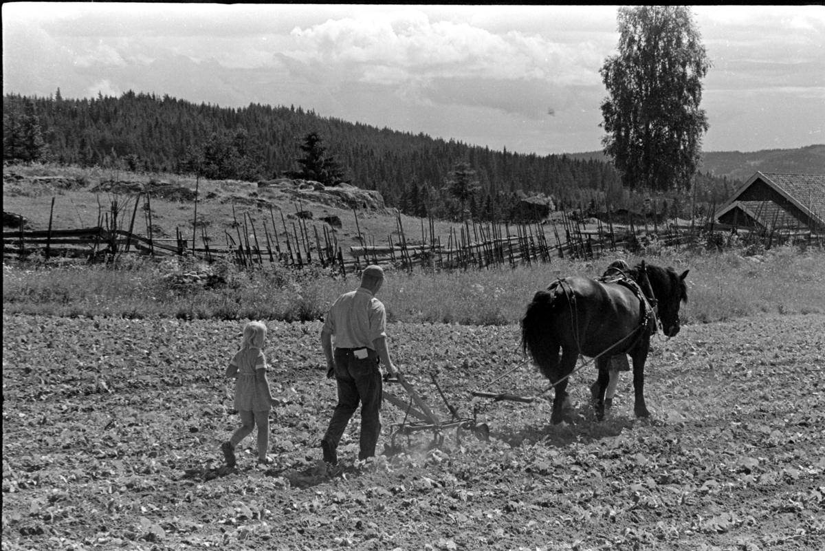 Hypping av åker, hest og plog, hesteredskap, mann,kone, barn, ukjent sted Stange. Jordbruk.