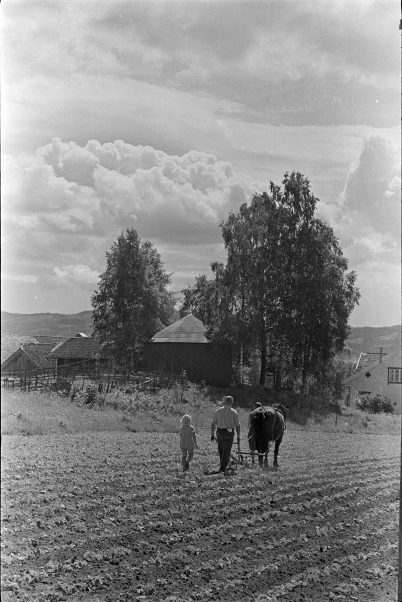 Hypping av åker, hest og plog, mann,kone, barn, ukjent sted Stange. Jordbruk.