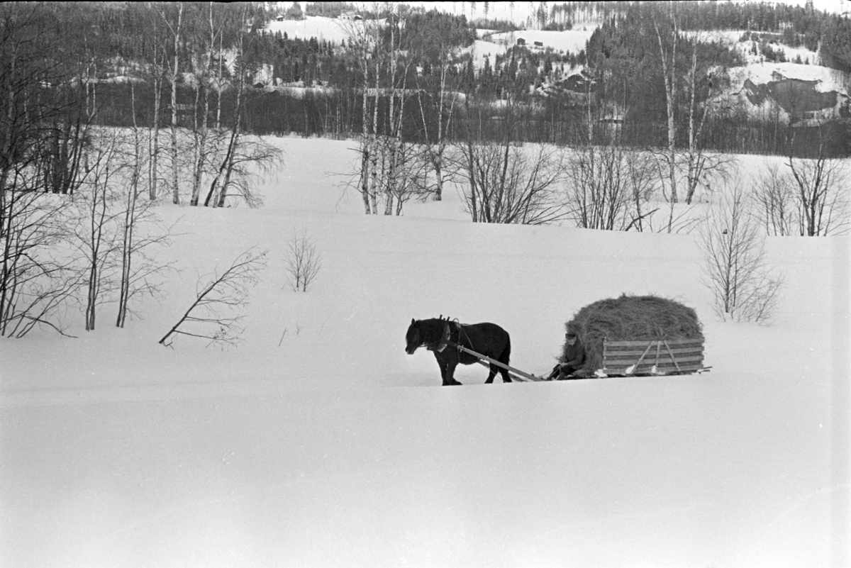 Høykjøring, hest slede,vinter,Tronsvangen, Alvdal. Påsken 1966.