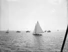Segelbåtar.