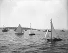 Segelbåtar.