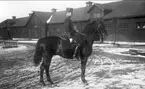 Strömsholmskursen 1916. Ridning på Strömsholm på Stallplan mellan lilla ridhuset (till vänster), officersstallet (till höger), hingstridhuset och hingststallet.