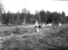 Ann med korna. Tidsomfånget är 1900 - 1940