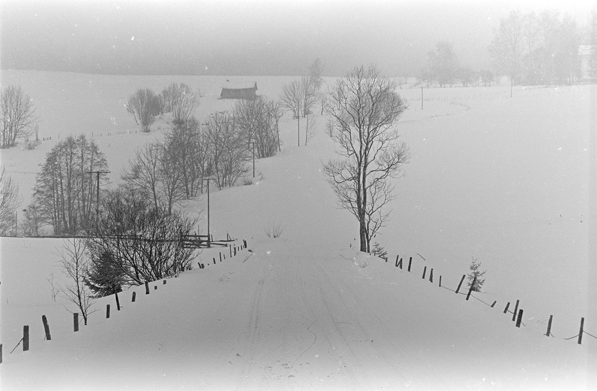 Høsbjørvegen, Skjellungberg, Furnes, vinterlandskap, tåke,