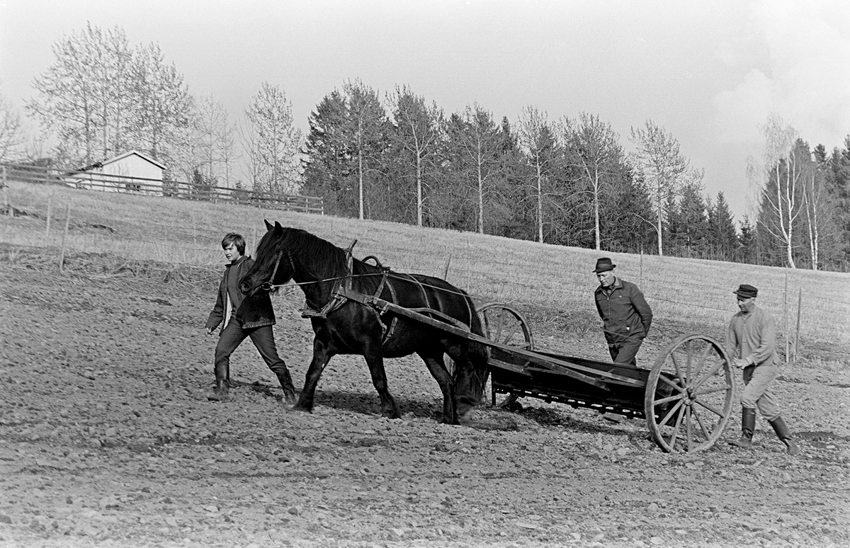 Mørkved lille, Gnr. 725, bnr. 1. Brumunddal. Våronn, spreding av kunstgjødsel, hest, hesteredskap. Aud Jovall leier hesten,