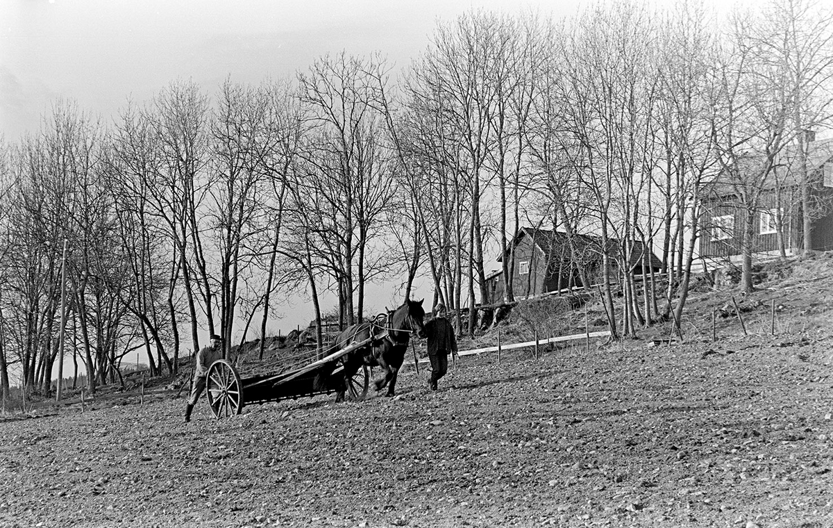 Mørkved lille, Gnr. 725, bnr. 1. Brumunddal. Våronn, spreding av kunstgjødsel, hest, hesteredskap. Aud Jovall leier hesten, Sigurd Jovall (?) med tømmene.
