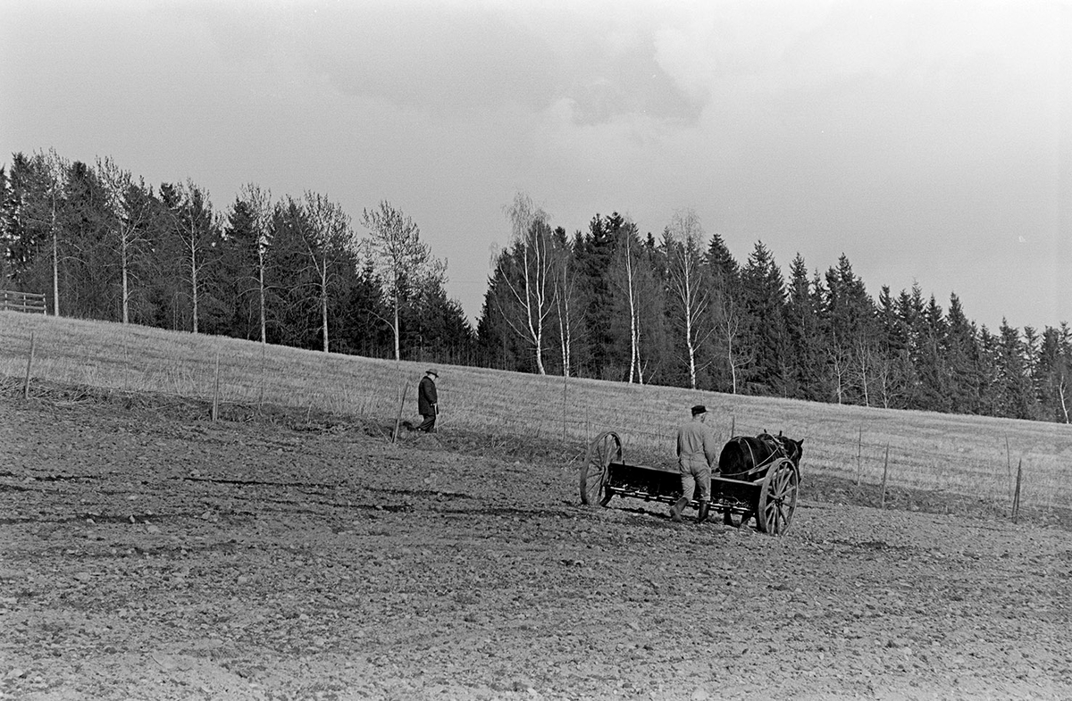 Mørkved lille, Gnr. 725, bnr. 1. Brumunddal. Våronn, spreding av kunstgjødsel, hest, hesteredskap.  Sigurd Jovall (?) med tømmene.