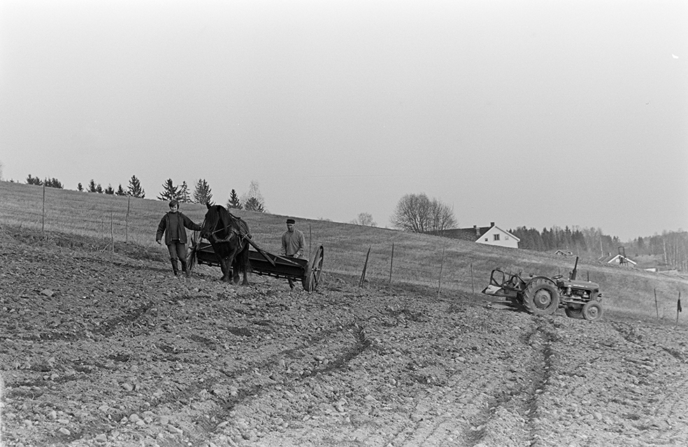 Mørkved lille, Gnr. 725, bnr. 1. Brumunddal. Våronn, spreding av kunstgjødsel, hest, hesteredskap. Aud Jovall leier hesten, Sigurd Jovall (?) med tømmene.