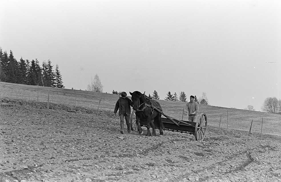Mørkved lille, Gnr. 725, bnr. 1. Brumunddal. Våronn, spreding av kunstgjødsel, hest, hesteredskap. Aud Jovall leier hesten, Sigurd Jovall (?) med tømmene.