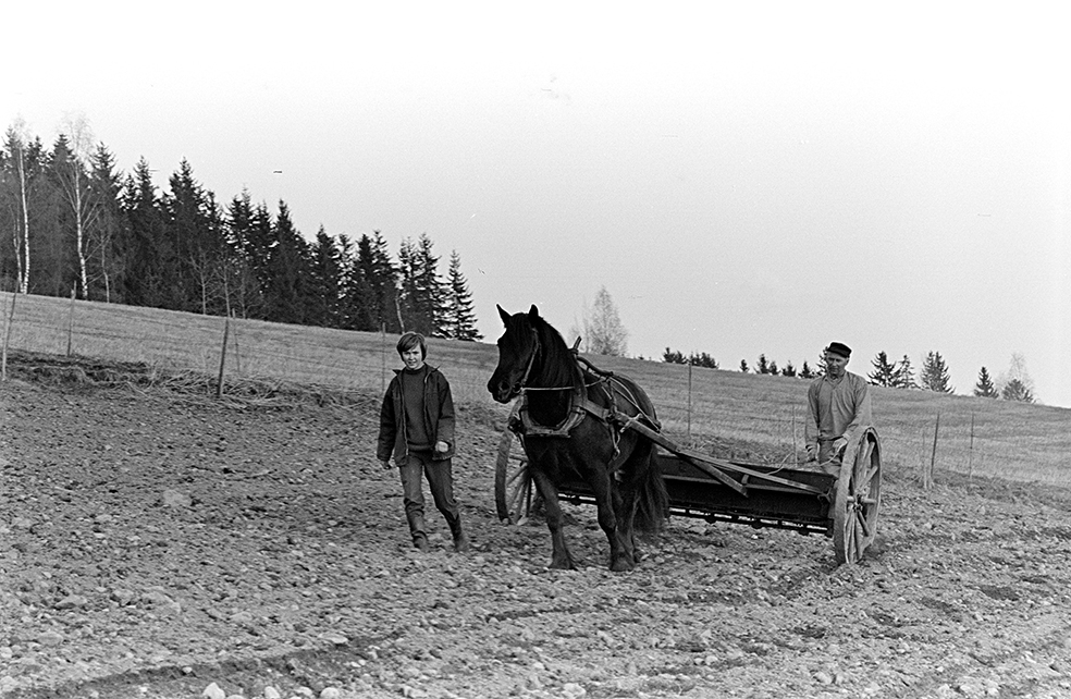 Mørkved lille, Gnr. 725, bnr. 1. Brumunddal. Våronn, spreding av kunstgjødsel, hest, hesteredskap. Aud Jovall leier hesten, Sigurd Jovall (?) med tømmene.