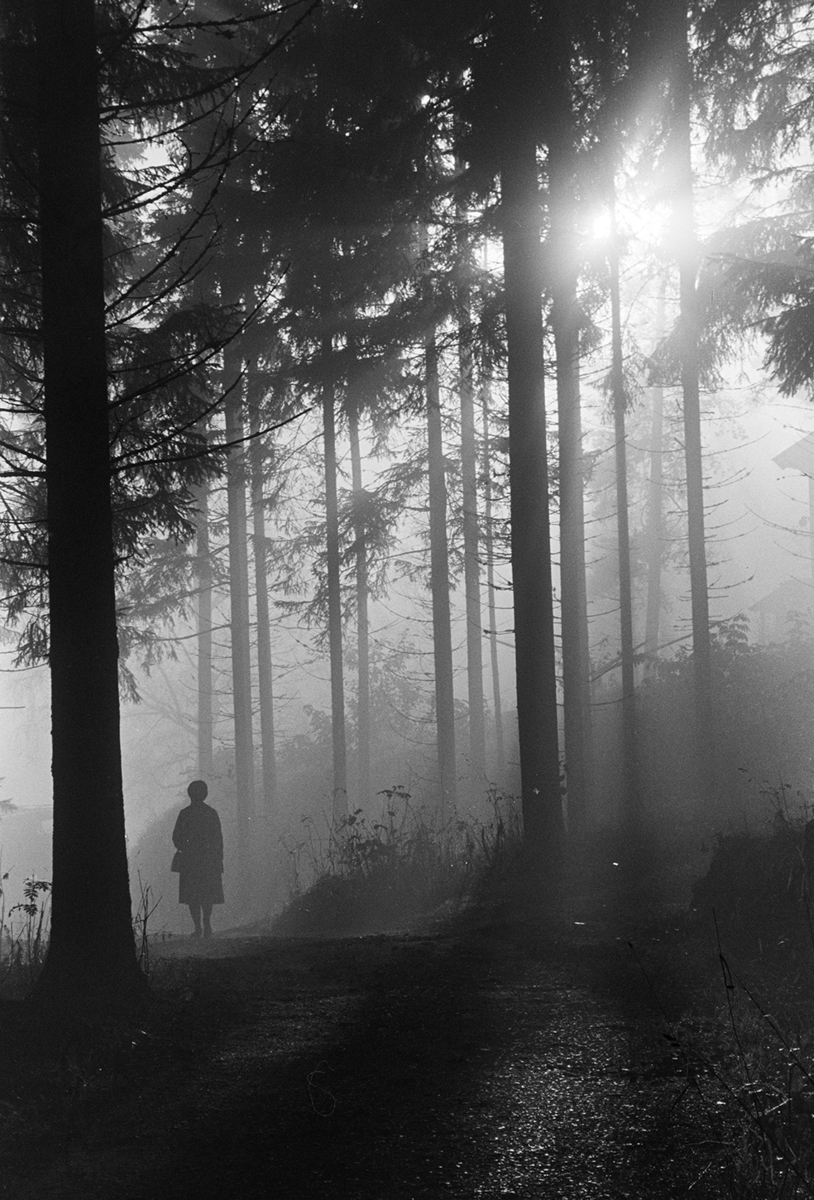 Søndagstur i skogen, stemning,tåke, motlys.
