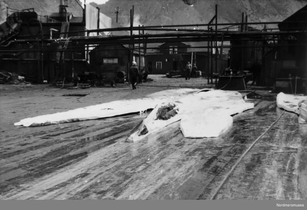 Foto fra Grytviken i Sør-Georgia, og fra en norsk hvalstasjon der, og viser restene etter slaktingen av en hval. Bildet kan dateres mellom 1959 til 1960. Fotograf er trolig Rolf Karlsen. Fra Nordmøre museums fotosamlinger.