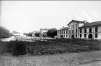 Infanterivolontärskolan Karlsborg, senare rekrytskolan för infanteriets off- och res.off. Aspiranter 1878 - 1927. Potatisodling på kasernområdet. Hoffoto.